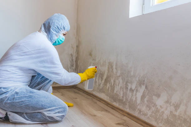 Licensed Mold Cleanup service in Edison, NJ - WQB Mold Removal