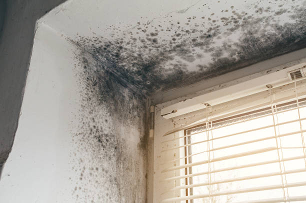 Affordable Mold Cleanup solutions in Edison, NJ